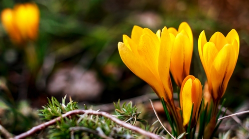 До Києва завітала метеорологічна весна