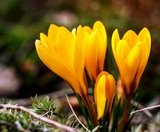 До Києва завітала метеорологічна весна