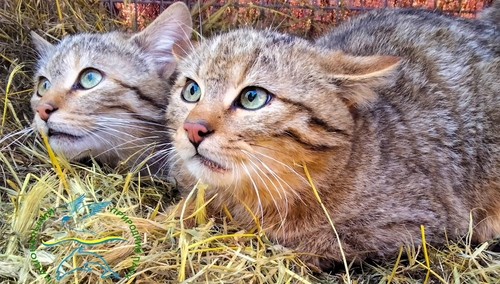 В Одеській області випустили на волю рідкісних лісових котів В Одеській області випустили на волю рідкісних лісових котів