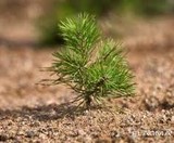 У Києві відновлюють ліс після ворожого удару