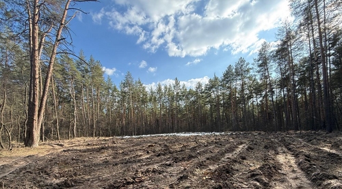 У Києві відновлюють ліс після ворожого удару