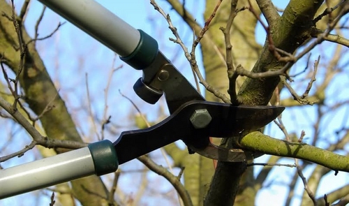 На Березняках завтра обрізатимуть дерева