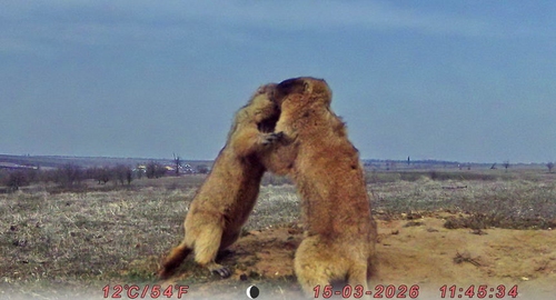 На Одещині відновлюють популяцію бабаків На Одещині відновлюють популяцію бабаків