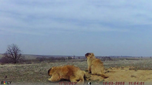 На Одещині відновлюють популяцію бабаків На Одещині відновлюють популяцію бабаків