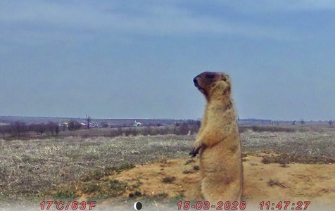 На Одещині відновлюють популяцію бабаків На Одещині відновлюють популяцію бабаків