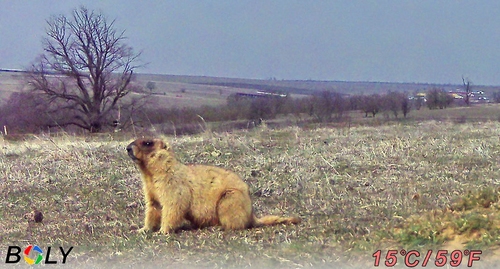На Одещині відновлюють популяцію бабаків На Одещині відновлюють популяцію бабаків