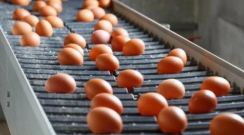 Україна в березні експортувала рекордний обсяг яєць