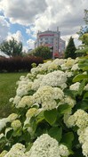 На столичній Дарницькій площі розцвіли пишні гортензії