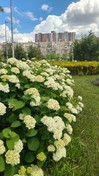 На столичній Дарницькій площі розцвіли пишні гортензії