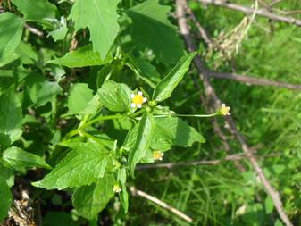 Галінсога дрібноквіткова (Galinsoga parviflora)
