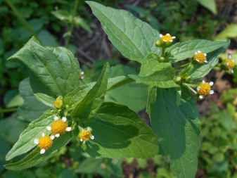 Галинсога мелкоцветковая (Galinsoga parviflora)