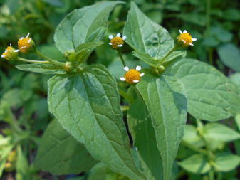 Potato weed (Galinsoga parviflora)