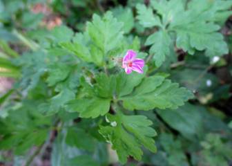 Herb-Robert (Geranium robertianum)