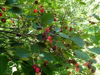 Serviceberry; Juneberry (Amelanchier)