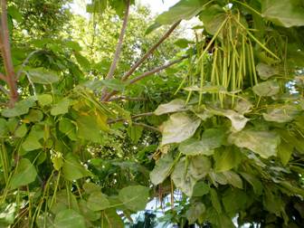 Indian bean tree (Catalpa bignonioides)