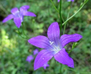 Bellflower (Campanula)