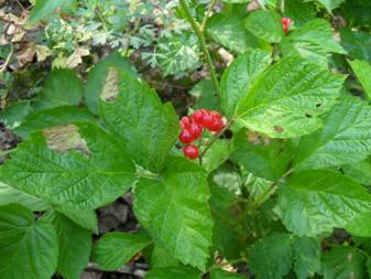 Костяниця (Rubus saxatilis)
