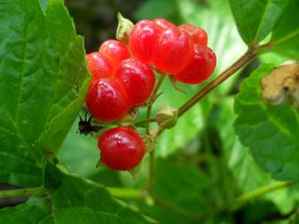 Костяника (Rubus saxatilis)