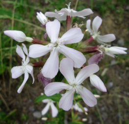 Мильнянка лікарська (Saponaria officinalis)