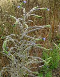 Синяк звичайний (Echium vulgare)