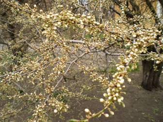 Слива, алича, терен (Prunus)
