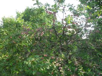 Plum (Prunus)