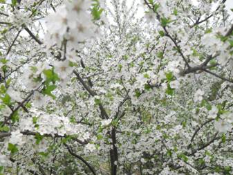Plum (Prunus)