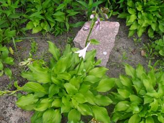 Plantain lily (Hosta)