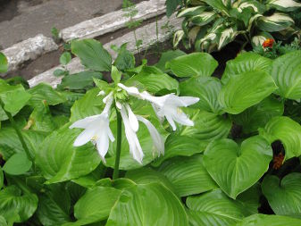 Plantain lily (Hosta)