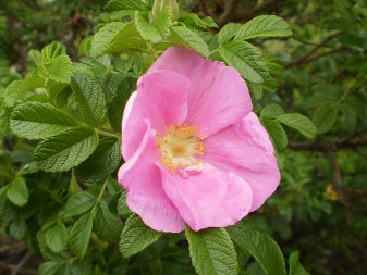 Шипшина зморшкувата (Rosa rugosa)