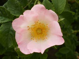 Dog-rose (Rosa canina)