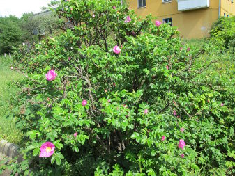 Шиповник морщинистый (Rosa rugosa)
