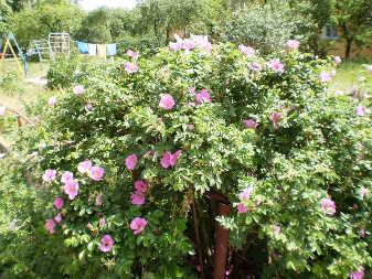 Шиповник морщинистый (Rosa rugosa)