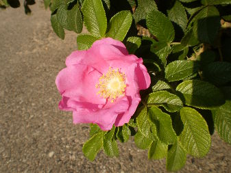 Beach Rose (Rosa rugosa)