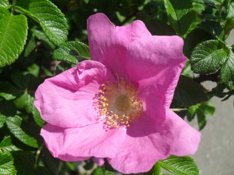 Beach Rose (Rosa rugosa)