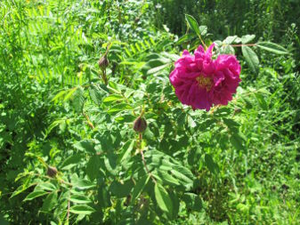 Cinnamon Rose (Rosa majalis)