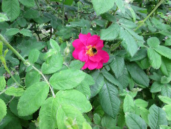 Cinnamon Rose (Rosa majalis)
