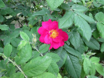 Шипшина травнева (Rosa majalis)