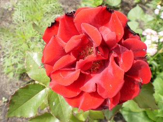 Троянда гібридна (Rosa)