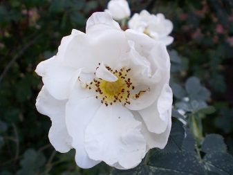 Троянда гібридна (Rosa)