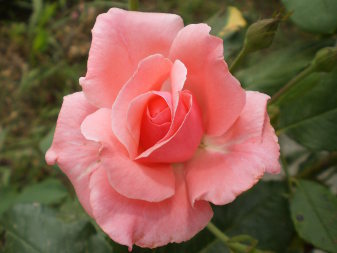 Hybrid Rose (Rosa)