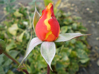 Роза гибридная (Rosa)