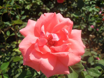 Hybrid Rose (Rosa)