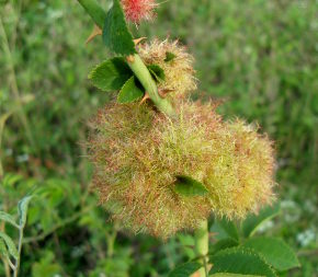 Rose bedeguar galls