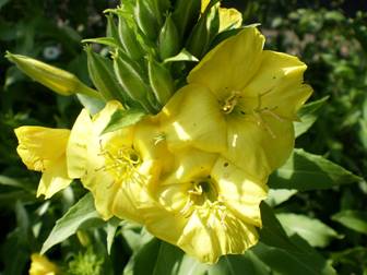 Evening primrose (Oenothera)