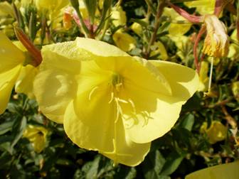 Evening primrose (Oenothera)