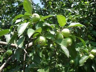 Apple tree (Malus)