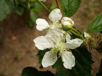 Dewberry; Blackberry (Rubus caesius)