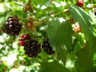 Dewberry; Blackberry (Rubus caesius)