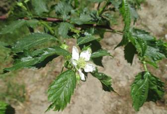 Ежевика (Rubus caesius)